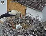 Capi_Dubne_20260605_133002.jpg