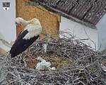 Capi_Dubne_20260605_133503.jpg