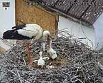 Capi_Dubne_20260605_134504.jpg