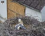 Capi_Dubne_20260605_141503.jpg