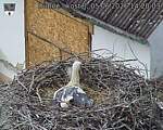 Capi_Dubne_20260605_142003.jpg