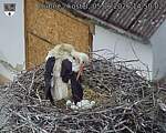Capi_Dubne_20260605_145002.jpg