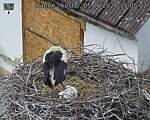 Capi_Dubne_20260605_150502.jpg