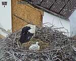 Capi_Dubne_20260605_151003.jpg