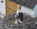 Capi_Dubne_20260605_152004.jpg
