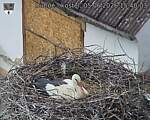 Capi_Dubne_20260605_154003.jpg