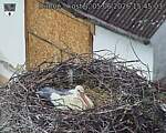 Capi_Dubne_20260605_154503.jpg