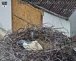Capi_Dubne_20260605_155003.jpg