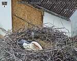 Capi_Dubne_20260605_160004.jpg