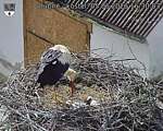 Capi_Dubne_20260605_163003.jpg