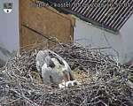 Capi_Dubne_20260605_165005.jpg