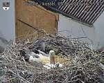 Capi_Dubne_20260605_165503.jpg