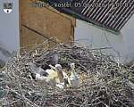 Capi_Dubne_20260605_170003.jpg