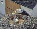 Capi_Dubne_20260605_173502.jpg