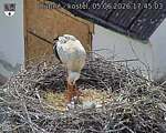 Capi_Dubne_20260605_174503.jpg