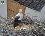 Capi_Dubne_20260605_180003.jpg