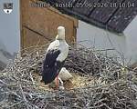 Capi_Dubne_20260605_181004.jpg