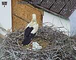 Capi_Dubne_20260605_183003.jpg