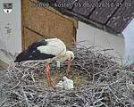 Capi_Dubne_20260605_184504.jpg