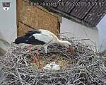 Capi_Dubne_20260605_185002.jpg