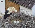 Capi_Dubne_20260605_191003.jpg
