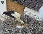 Capi_Dubne_20260605_191505.jpg