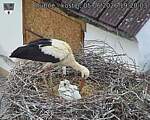 Capi_Dubne_20260605_192003.jpg