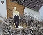 Capi_Dubne_20260605_200504.jpg