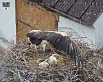 Capi_Dubne_20260605_202003.jpg