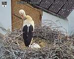 Capi_Dubne_20260605_202504.jpg