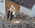 Capi_Dubne_20260605_203004.jpg
