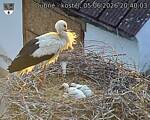 Capi_Dubne_20260605_204003.jpg