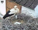 Capi_Dubne_20260605_211503.jpg