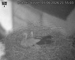 Capi_Dubne_20260605_215503.jpg