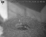 Capi_Dubne_20260605_224002.jpg