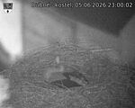 Capi_Dubne_20260605_230002.jpg