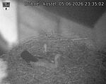Capi_Dubne_20260605_233502.jpg