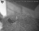 Capi_Dubne_20260605_235002.jpg