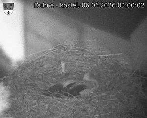 Capi_Dubne_20260606_000002.jpg (1350&nbsp;x&nbsp;1080)