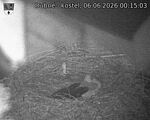 Capi_Dubne_20260606_001503.jpg