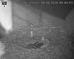 Capi_Dubne_20260606_004003.jpg