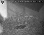 Capi_Dubne_20260606_010003.jpg