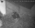 Capi_Dubne_20260606_012003.jpg