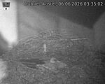 Capi_Dubne_20260606_033502.jpg