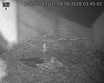 Capi_Dubne_20260606_034502.jpg