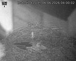 Capi_Dubne_20260606_040002.jpg