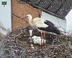 Capi_Dubne_20260606_045502.jpg