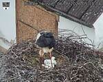 Capi_Dubne_20260606_051004.jpg