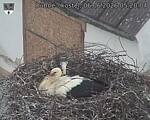 Capi_Dubne_20260606_052004.jpg