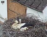 Capi_Dubne_20260606_053002.jpg